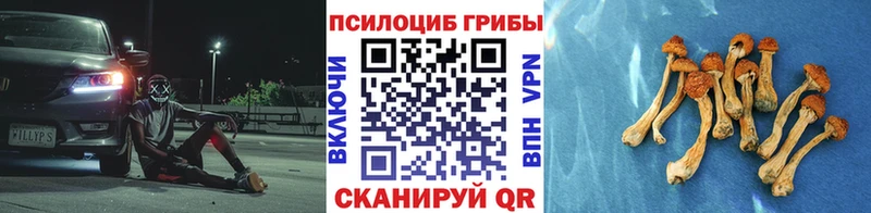 наркошоп  Кукмор  Галлюциногенные грибы Psilocybe 